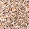 Detailed Plant Painting Of Autumn Fallen Leaves In Brown Yellow Earthy Tones