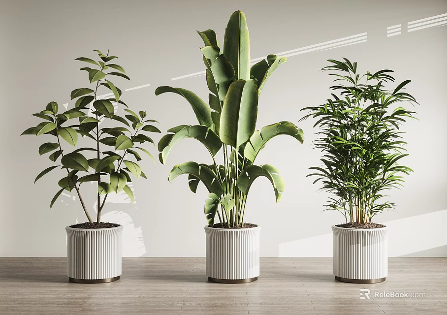 Three Green Leafy Potted Plants In White Ribbed Pots For Indoor Modern Decor 3d model 