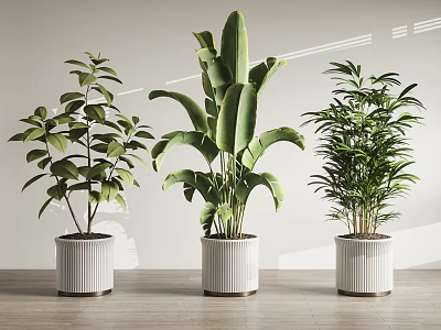 Three Green Leafy Potted Plants In White Ribbed Pots For Indoor Modern Decor 3d model