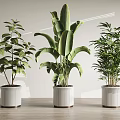 Three Green Leafy Potted Plants In White Ribbed Pots For Indoor Modern Decor