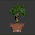 Two Ornamental Potted Green Trees In Round And Square Red Planters On Dark Surface