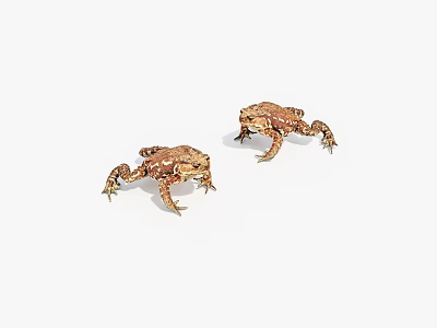 Two Brown Spotted Toads in Natural Posture on White Background 3d model