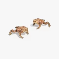 Two Brown Spotted Toads in Natural Posture on White Background