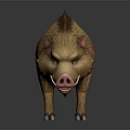 Realistic 3D Model Of Wild Boar With Brown Fur Sharp Tusks And Reflection