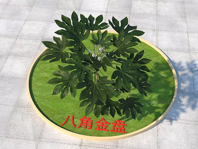 Fatsia Japonica Plant With Lush Green Leaves And White Flowers In Circular Green Lawn 3d model