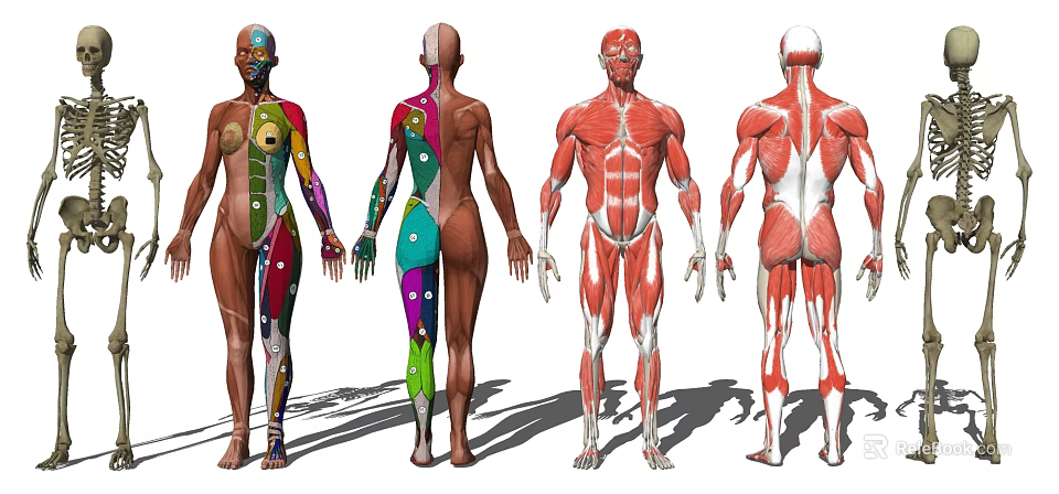 Human Anatomy Models As Medical Devices Showing Muscle Systems And Anatomical Structures 3d model 