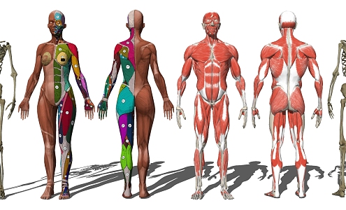 Modern skeleton human muscle structure medical equipment 3d model