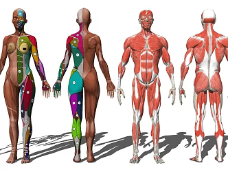 Modern skeleton human muscle structure medical equipment 3d model