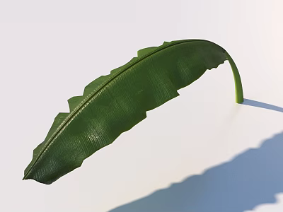 Detailed Green Leaf With Serrated Edge Curved Shape And White Background Shadow 3d model