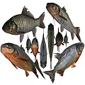 Two Aquatic Fish With Scaly Bodies Shiny Fins And Distinct Colors