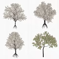 Various Flowering Trees With Pink Blossoms Green Leaves And Diverse Canopies