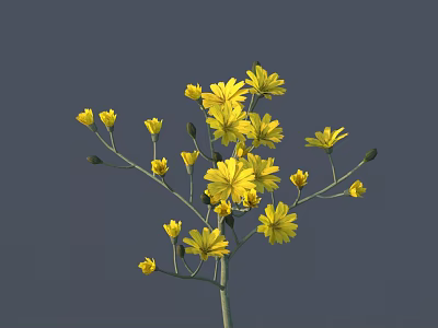 Beautiful Small Yellow Flowers With Slender Stems And Multiple Blooms Against Gray Background 3d model