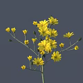 Beautiful Small Yellow Flowers With Slender Stems And Multiple Blooms Against Gray Background