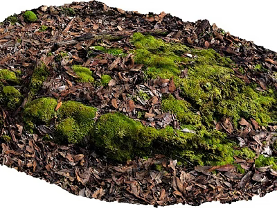 Natural Stone And Wood Surface Covered With Green Moss And Dry Leaves 3d model
