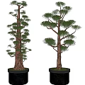 Artistic Bonsai Trees With Lush Green Foliage And Brown Trunks In Decorative Pots