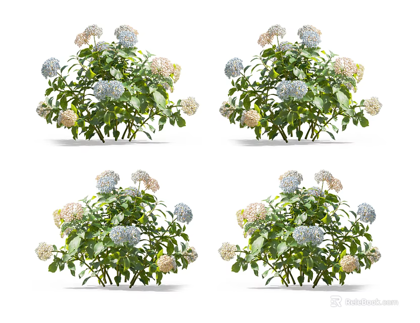 Vibrant Hydrangea Flowers With Blue White Blooms And Lush Green Leaves 3d model 