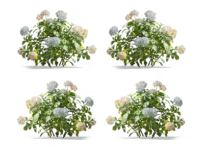 Vibrant Hydrangea Flowers With Blue White Blooms And Lush Green Leaves 3d model