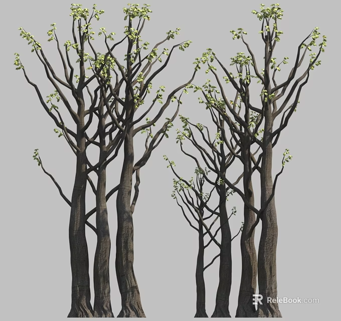 Tall Tree Trunks With Slender Branches Bearing Fresh Green Spring Buds 3d model