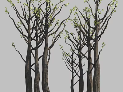 Tall Tree Trunks With Slender Branches Bearing Fresh Green Spring Buds 3d model