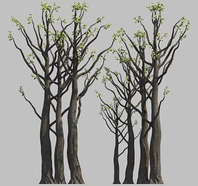 Tall Tree Trunks With Slender Branches Bearing Fresh Green Spring Buds 3d model
