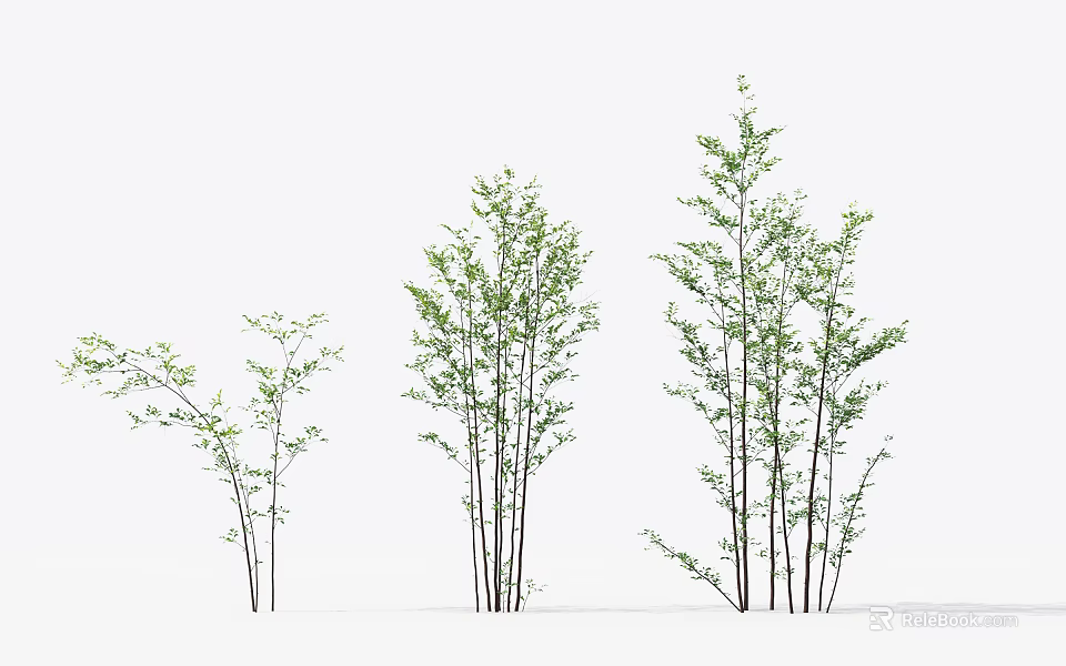 Arbor Trees With Various Heights Slender Trunks And Lush Green Foliage 3d model 