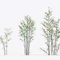 Modern Trees Small Trees 3d model