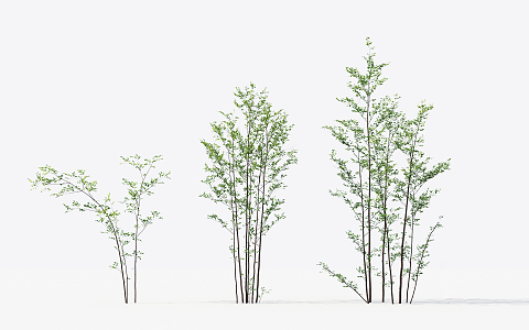 Modern Trees Small Trees 3d model