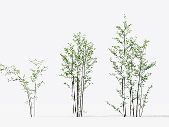 Modern Trees Small Trees 3d model