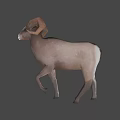 Brown Ram With Large Curved Horns Walking In Natural Outdoor Setting