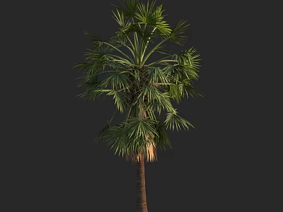 Tall Healthy Palm Tree with Green Fronds and Brown Trunk in Natural Growth 3d model