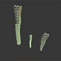Anatomical Spinal Vertebrae Models in Different Sizes and Structures