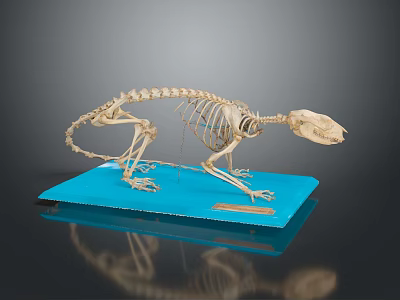 Small Mammal Skeleton Displayed on Blue Base with Dark Background and Detailed Structure 3d model