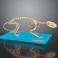 Small Mammal Skeleton Displayed on Blue Base with Dark Background and Detailed Structure 3d model