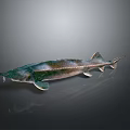 Silver Green Sturgeon Aquatic Animal With Elongated Body And Shiny Scales