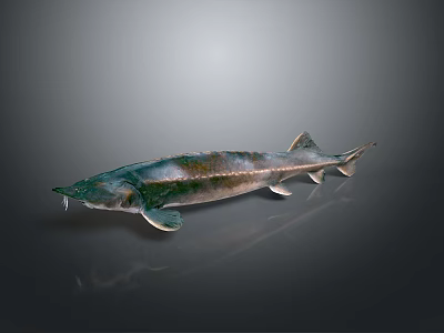 Silver Green Sturgeon Aquatic Animal With Elongated Body And Shiny Scales 3d model