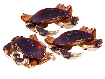 Three Fresh Purple And Brown Crabs A Tasty Aquatic Animal Selection 3d model