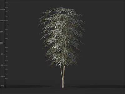Tall Arbor With Slender Trunk And Lush Green Leaves In Natural Environment 3d model