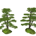 Arbor Trees With Lush Green Foliage And Sturdy Trunks For Landscape Decoration