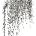 Decorative Potted Plants On Stands With Hanging Vines And Lush Green Leaves