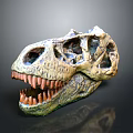 Detailed Dinosaur Skull Model Displaying Cranial Organ Structure Sharp Teeth and Textured Surface 3d model