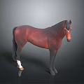 3D Horse Model With Standing Pose Detailed Brown Coat And Dark Background 3d model