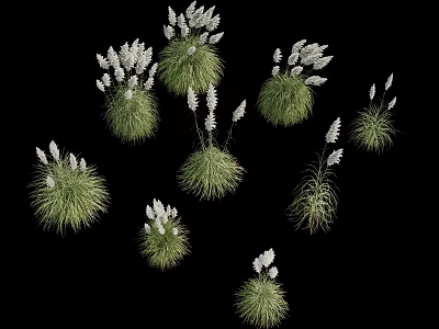 Lush Green Grass Tufts With Delicate White Flowers Arranged On Black Background 3d model