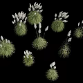 Lush Green Grass Tufts With Delicate White Flowers Arranged On Black Background