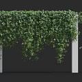 Lush Green Vines Covered Pergola With White Columns For Outdoor Decor