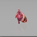 Realistic 3D Anatomical Model of Human Heart Organ with Hair Structure Details
