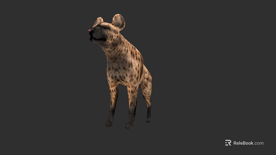 Spotted Hyena Standing On Gray Background With Realistic Fur Details 3d model 