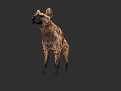Spotted Hyena Standing On Gray Background With Realistic Fur Details 3d model