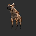 Spotted Hyena Standing On Gray Background With Realistic Fur Details