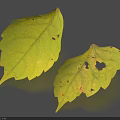 Two Green Leaves With Holes Lying On Blue Surface Showing Natural Texture