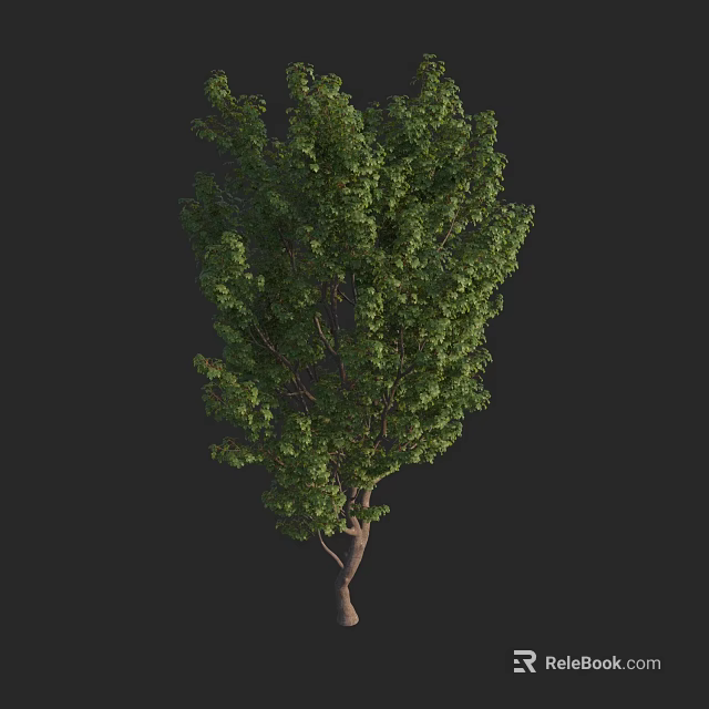 Tall Arbor With Lush Green Leaves And Natural Strong Trunk Structure 3d model 